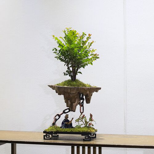 小叶紫檀黑骨茶盆栽室内办公室桌面植物创意微景观天空之城盆景