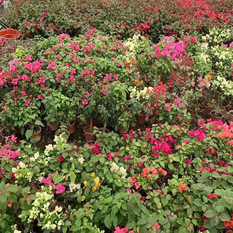 三角梅盆栽带花发货四季开花爬藤植物阳台小M花卉庭院勤花好养大