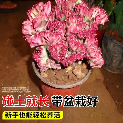 玉麒麟盆栽带根多肉植物招财树盆C景彩麒麟龙骨植物净化空气好养