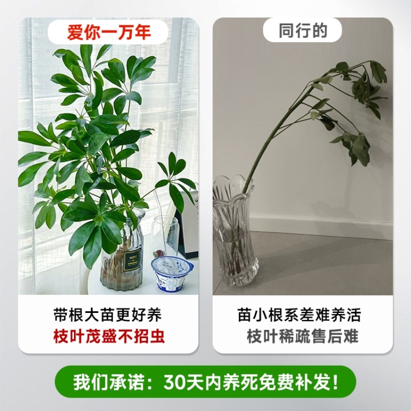 鸭脚木水培植物盆栽绿植物水培八A方来财室内客厅桌面盆景带根老
