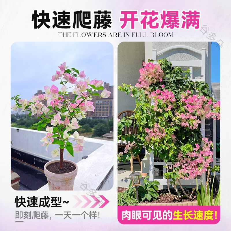 爬藤三角梅盆栽绿樱红樱s老桩带花发货阳台庭院花卉绿植物四季常