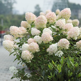开花庭院楼顶S花卉植物盆栽花苗 石灰灯圆锥绣球花夏季 海蒂 花园