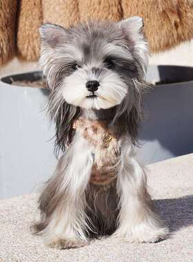 泰物用品遛狗牵引绳豹小型犬纹狗绳雪纳宠EXU瑞迪狗狗胸