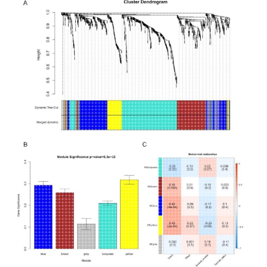 lncRNA/circRNA分析 与miRNA调控网络 多组学联合解析 功能研究