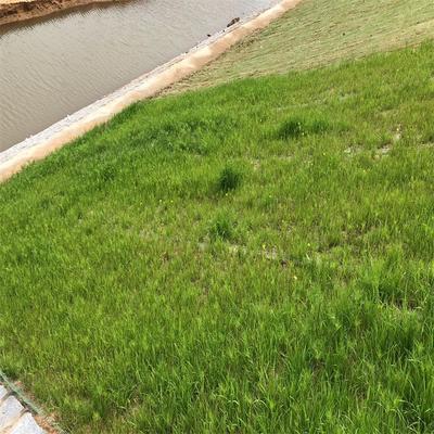 高速公路椰丝毯河道抗冲稻草纤维毯 生态绿化植物纤维毯