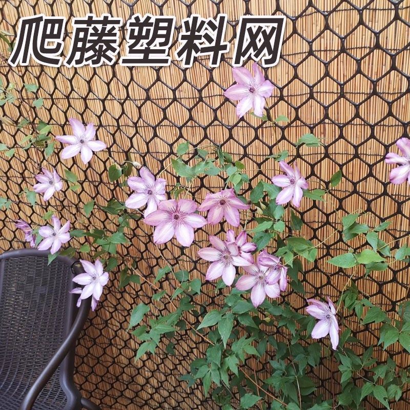 蔷薇爬藤网网塑料白色网架藤蔓植物E月季墙面攀爬支架室内花架牵