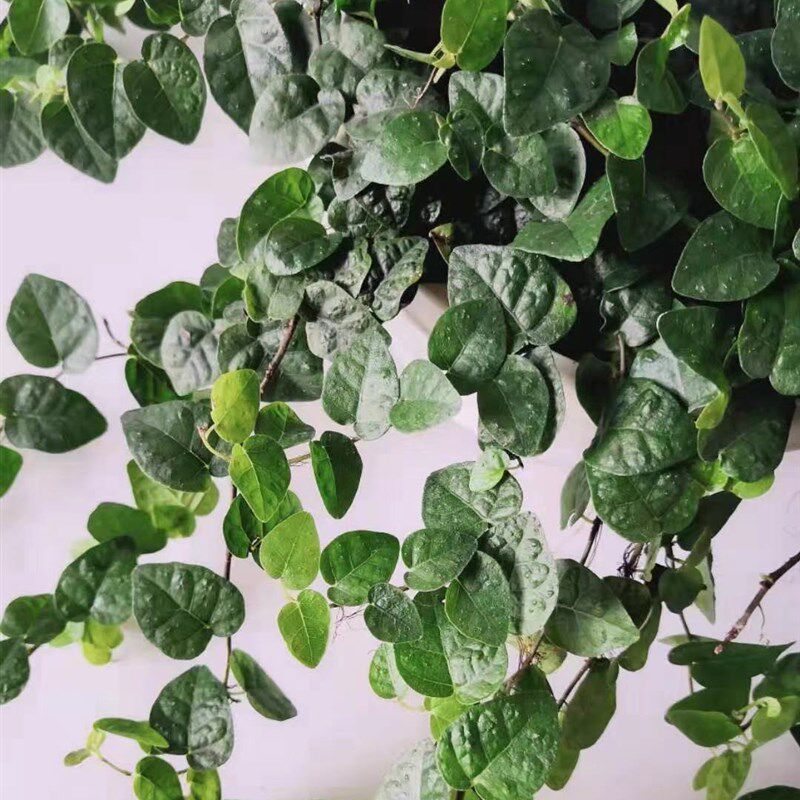 花叶 绿叶薜荔 迷你薜荔金心薜荔D吸甲醛净化空气爬墙垂吊植物盆