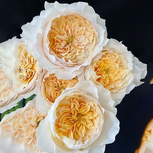 新品 艾菲 月季花苗大花奥斯汀玫瑰F庭院阳台盆栽切花灌木淡香勤