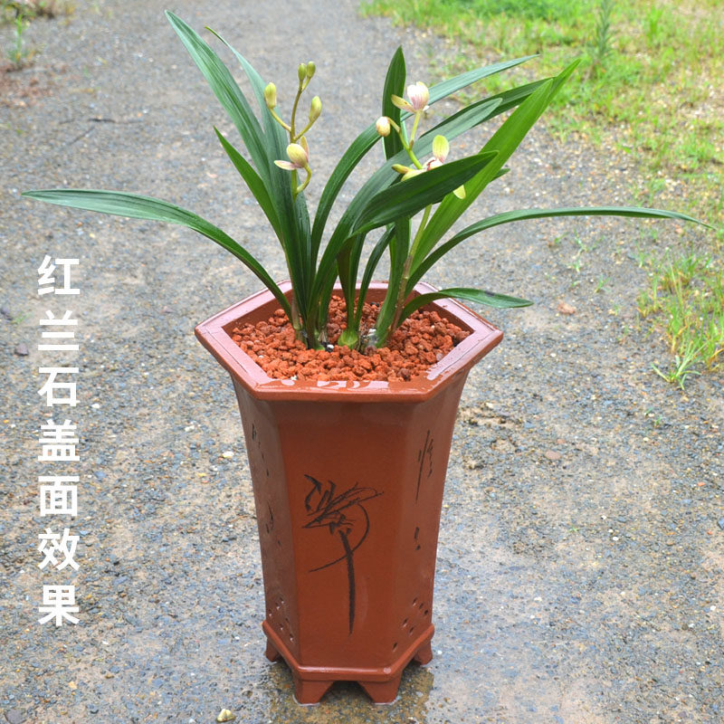 大包红土颗粒兰花专用植料营养土 红兰石火烧土兰花铺Y面 配料花