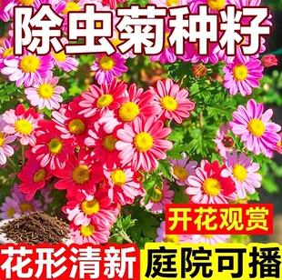 除虫菊种籽驱蚊虫菊种子驱蚊花种籽懒人多年生四季开花种籽