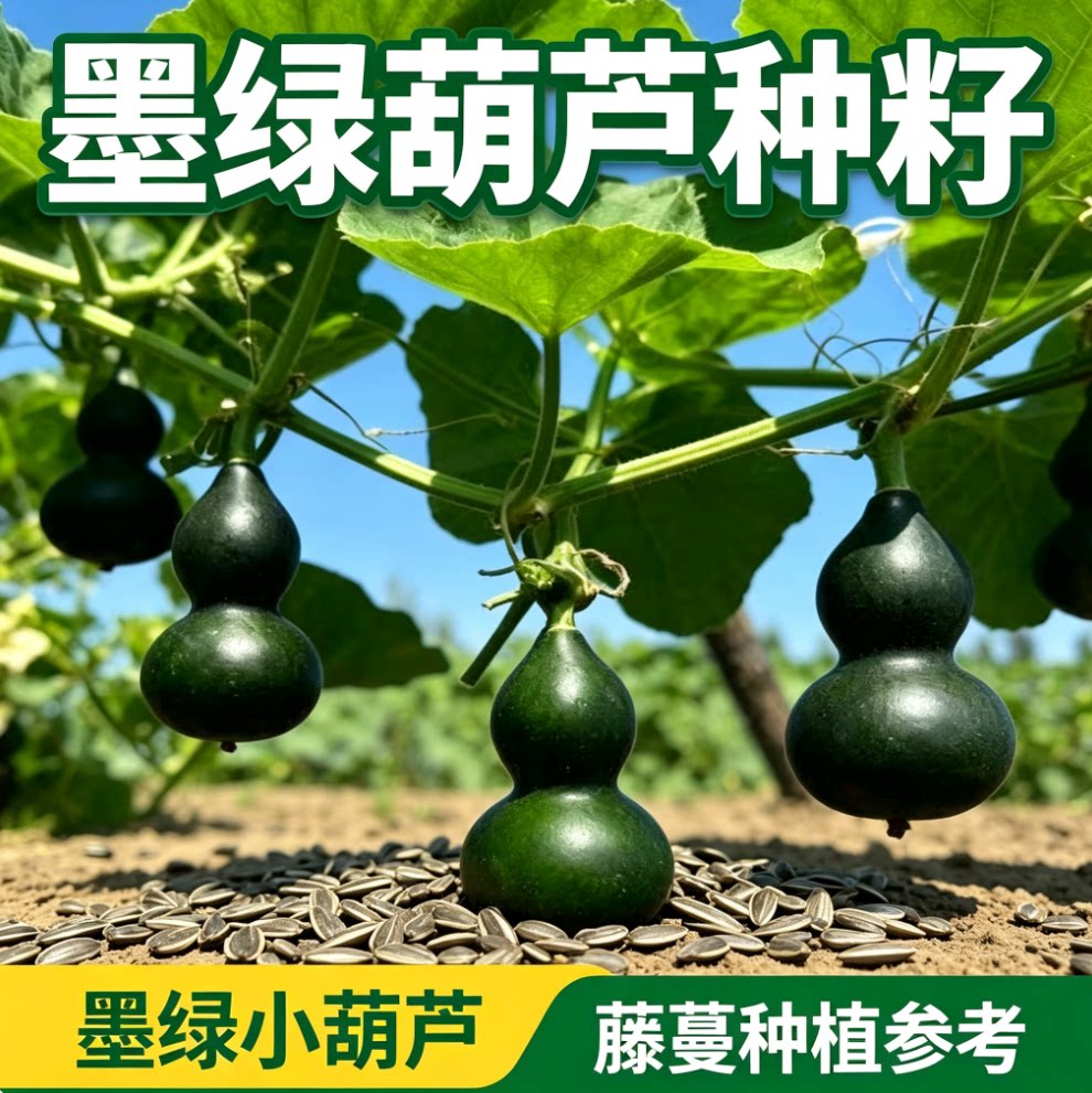 新品翠玉葫芦种子翡翠墨绿籽器超小平底稳坐墨绿葫芦种子紫皮新鲜