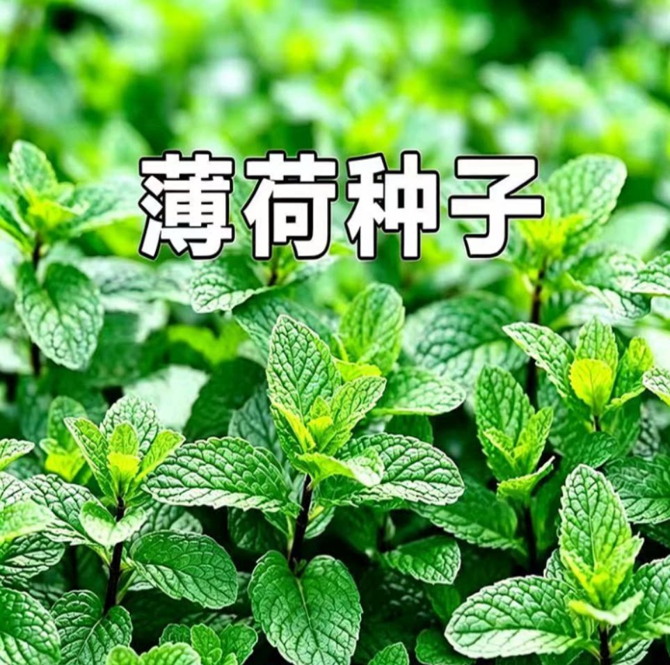 薄荷种子柠檬驱蚊花草植图片