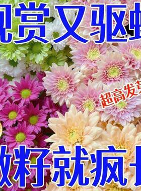 【撒一次长满院】除虫菊驱蚊虫菊种驱蚊花种懒人多年生四季开花