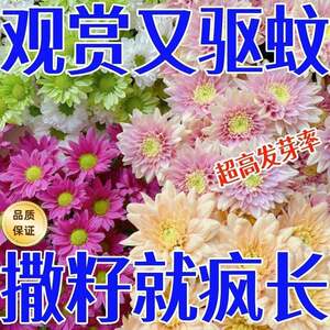 【撒一次长满院】除虫菊驱蚊虫菊种驱蚊花种懒人多年生四季开花