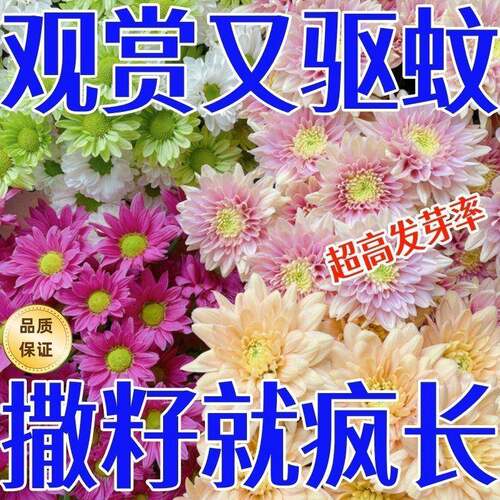 【撒一次长满院】除虫菊驱蚊虫菊种驱蚊花种懒人多年生四季开花