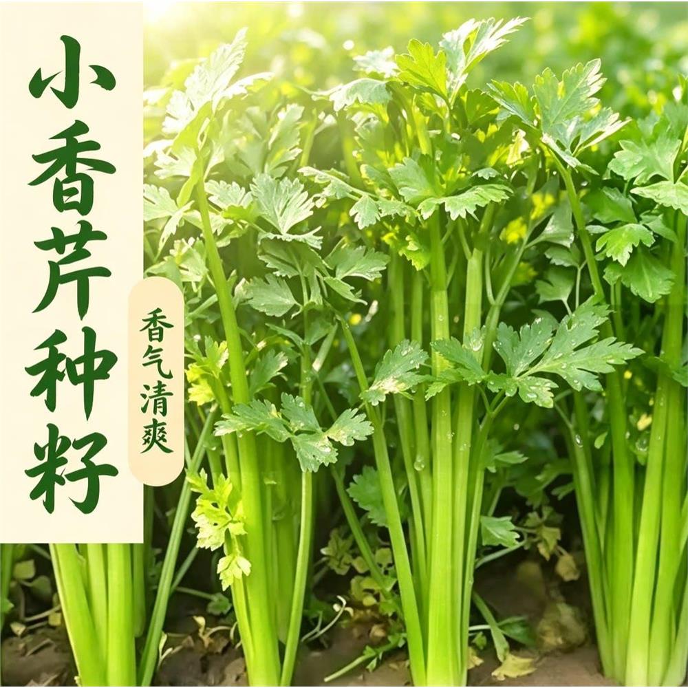 四季小香芹种子叶柄脆嫩