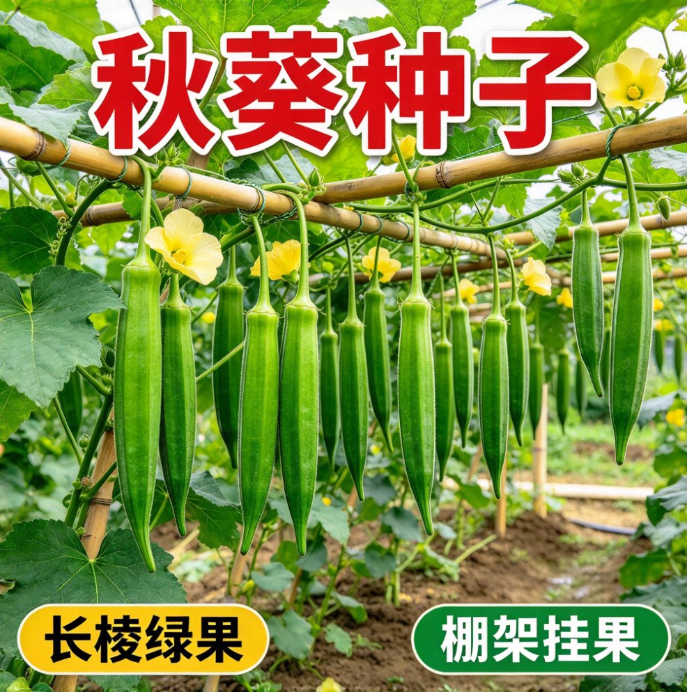 【水果脆嫩黄秋葵种子】家庭菜园地栽 阳台盆栽农家蔬菜种籽