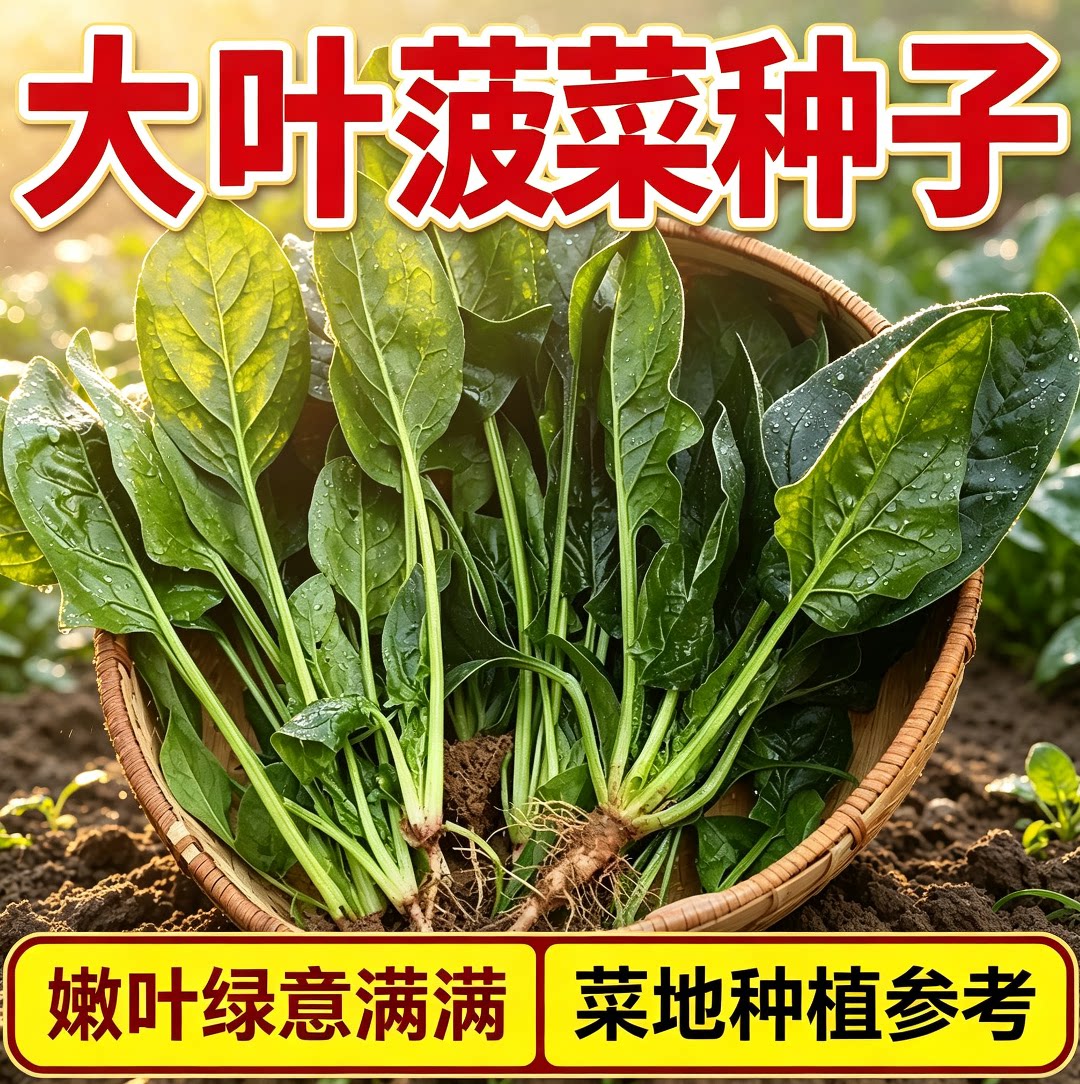 大叶菠菜种籽叶片肥厚 家庭菜园阳台盆栽 农家菜地秋播蔬菜菜籽