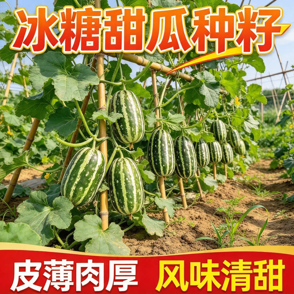 甜掉牙甜瓜种子冰糖甜瓜种子四季种香瓜种子庭院阳台水果种子