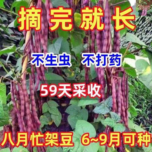 八月忙冻死鬼豆角种子耐寒耐热高产无筋豆角四季田园庭院易种豆角