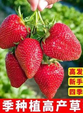 四季种植草莓种子高发芽率新手易种红色草莓苗盆栽果蔬种子