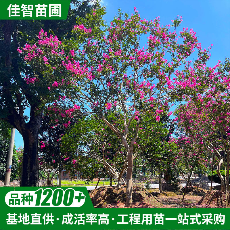 基地直供茶花紫薇花绿化工程苗批发庭院观赏树观花造型杨梅杜鹃