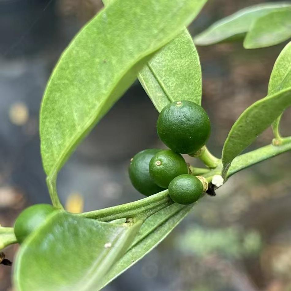 脆皮金桔美植袋果树家庭园艺种植成都园林绿化工程苗木