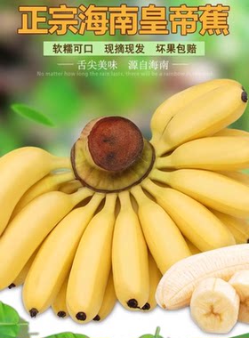 【海南溯源专场】海南皇帝蕉软糯香甜胖嘟嘟新鲜水果青皮发货