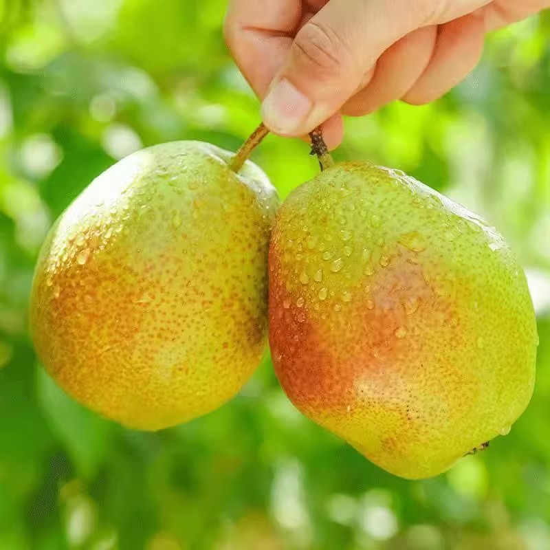 【基地严选】新疆库尔勒香梨皮薄核小汁多梨中王子甜梨子尝鲜装