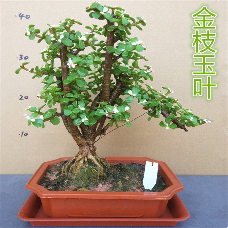 金枝玉叶树桩盆景 花卉盆栽室内阳台多肉植物 带花发货易养易活