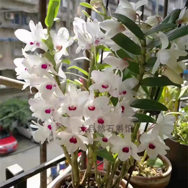 红心石斛长崎石斛盆栽多花石斛洋兰附生兰阳台花卉绿植花期带花苞