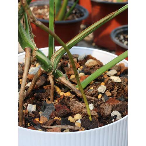 天南星科专用土7合1大颗粒配方适合龟背竹海芋龙鳞春羽花烛蔓绿绒