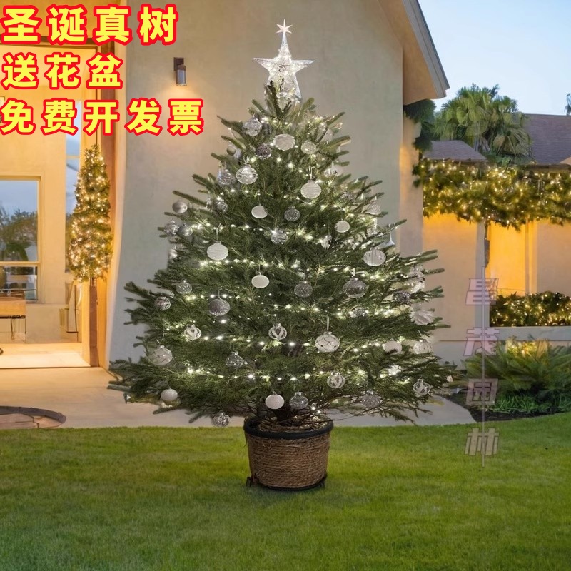 真圣诞树真树盆栽真正的圣诞真树挪威云杉树苗活的圣诞树绿植活树