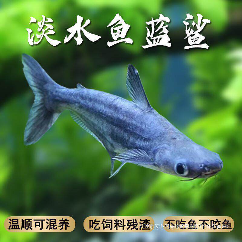 渔你有约蓝鲨观赏鱼热带鱼群游鱼虎鲨大型鱼龙鱼配鱼淡水龙鱼配鱼