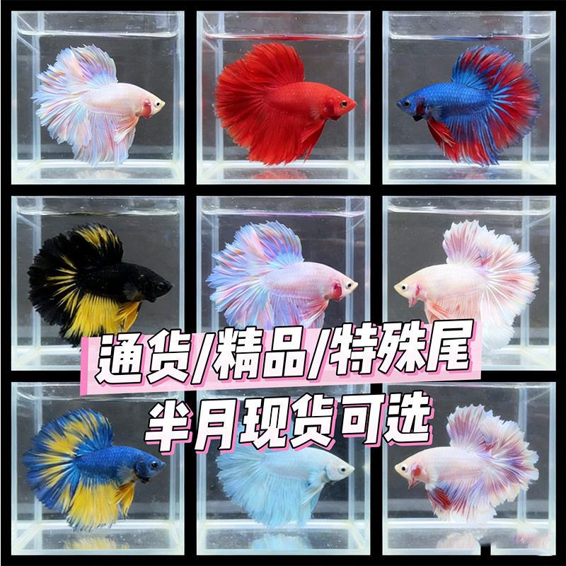 现货特殊尾泰国斗鱼精品半月混色狮王马尾将军摆摊