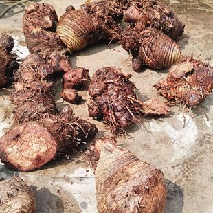 芭蕉云南深山芭蕉根芭蕉头芭蕉树根芭蕉树头红芭蕉根包邮新鲜