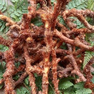 正宗骨碎补深山毛姜爬岩姜石岩接骨过山龙中药材岩姜石蕨毛碎骨