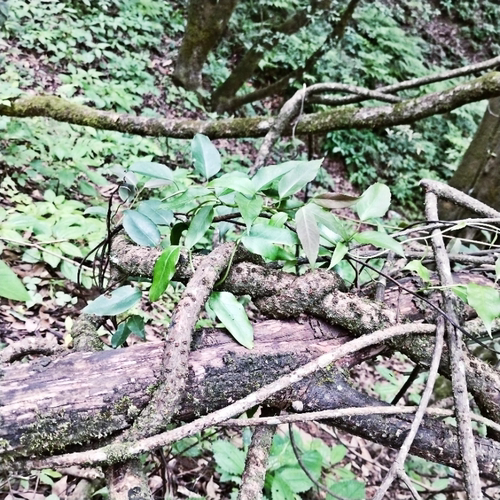 南蛇藤过山枫过山龙穿山龙南蛇藤地龙骨老 根