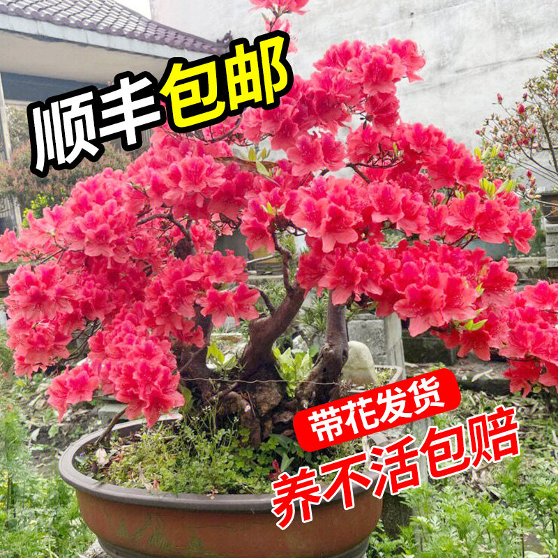 映山红树桩老桩高山杜鹃花盆栽映山红熟桩真花室内花卉盆景庭院地