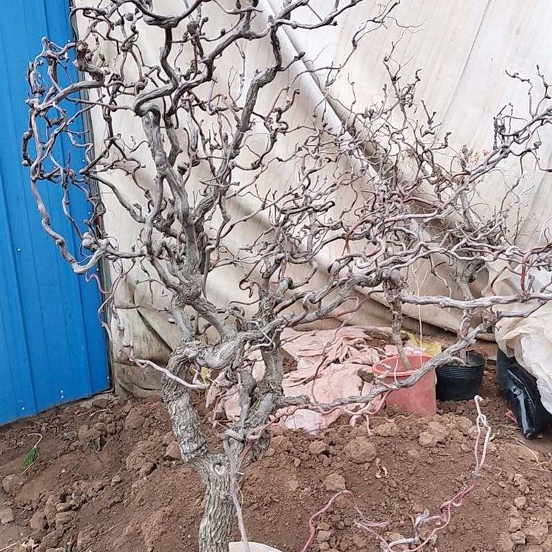 盆栽盘龙枣树 珍奇品种-龙须枣苗龙枣盆景盆栽地栽龙爪枣庭院种植