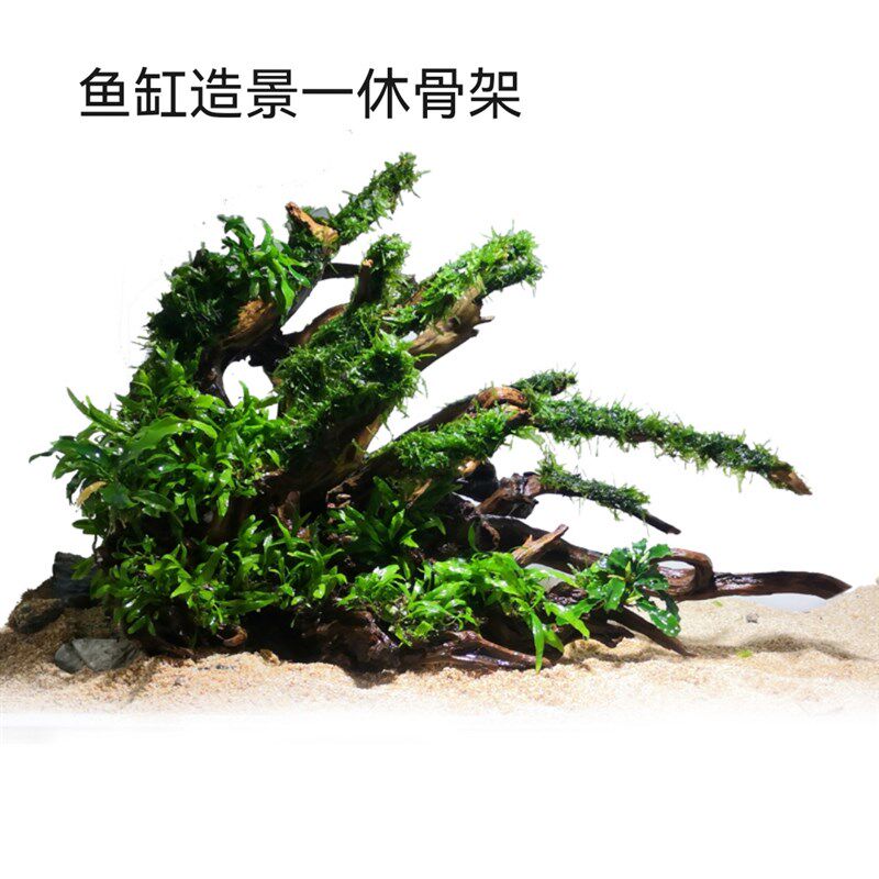 南美造景原生态风格懒一物成景新手入门易养水草成品沉木鱼缸摆件