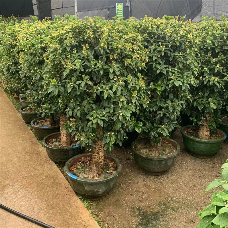 大型桂花树苗老桩金桂丹桂庭院别墅地栽浓香型植物耐寒四季桂绿化
