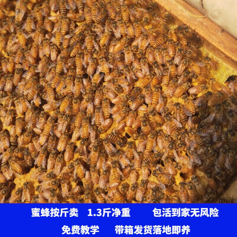蜜蜂活群带王 中蜂蜂群 蜜蜂蜂群 中蜂双色蜂群 蜜蜂活群带王带箱