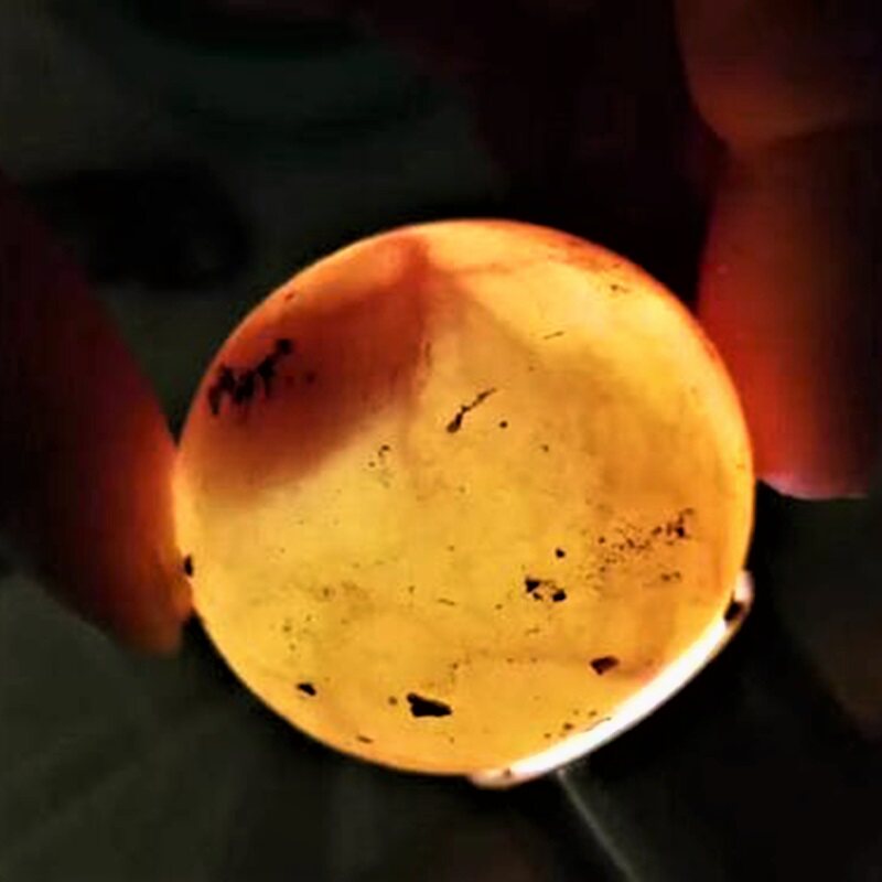 乌龟蛋可孵化受精蛋种蛋小宠物剃刀草龟蛋稀有花龟巴西龟蛋鳄龟蛋
