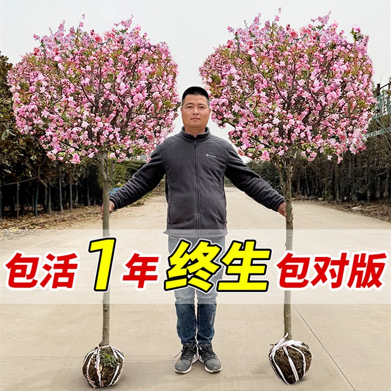 海棠树苗高杆特大西府垂丝海棠树庭院别墅地栽室外四季开花卉耐寒