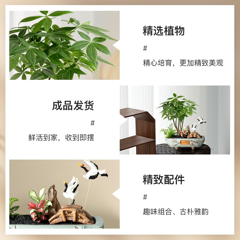 文竹盆栽玄关绿植办公室云竹盆景室内植物桌面禄植客厅旺宅发财树