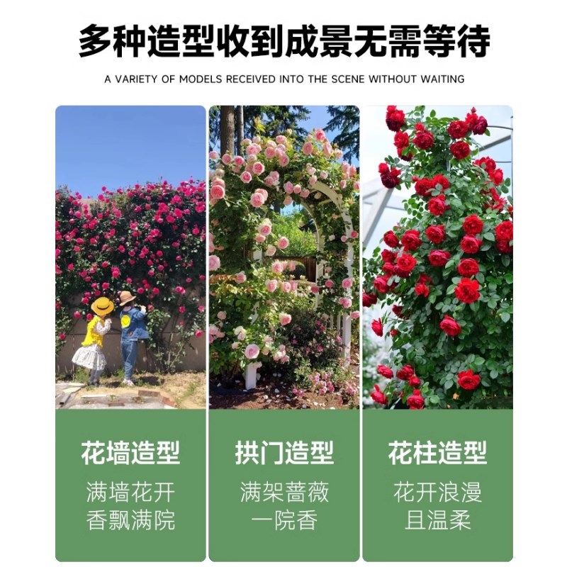 藤本爬藤月季大苗夏洛特夫人四季蔷薇开花爬藤植物庭院拱门特大苗