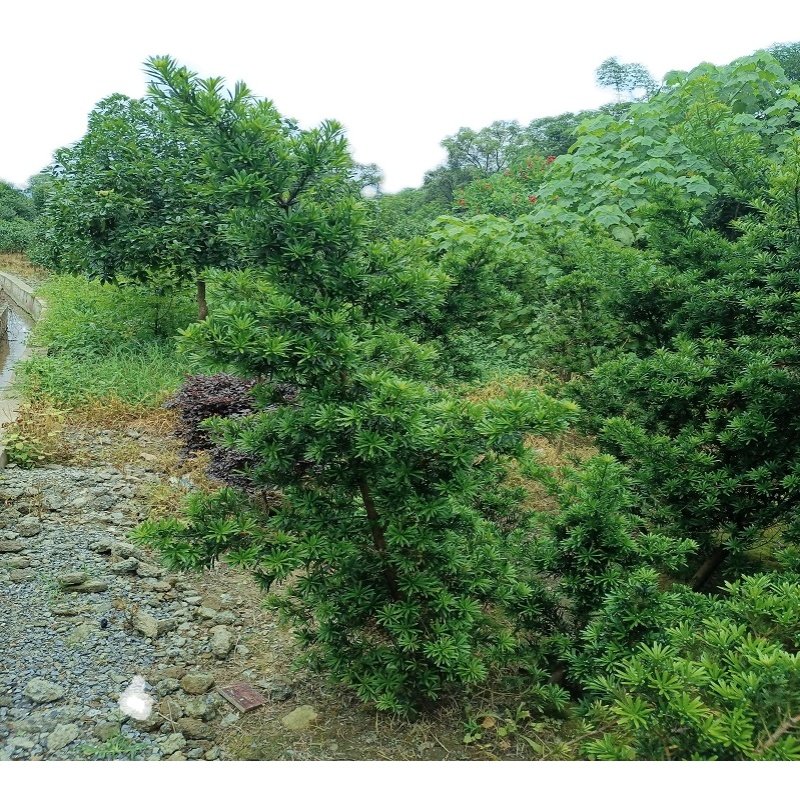 正宗雀舌罗汉松树苗盆景庭院种植盆栽迎客松四季常青大型植物绿植