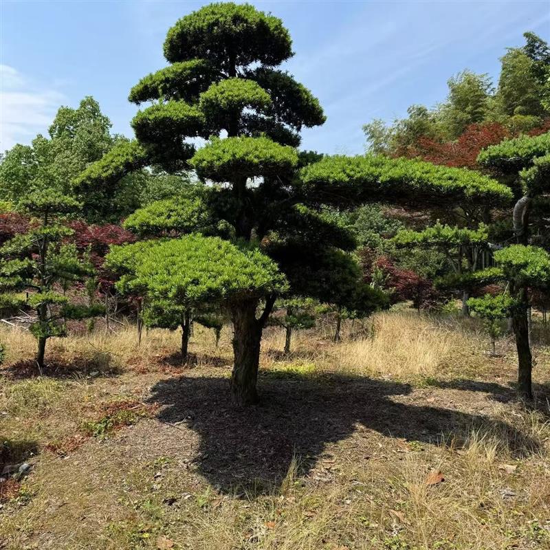 造型罗汉松树盆景绿植庭院景观树苗带土带叶易养护室内外装饰