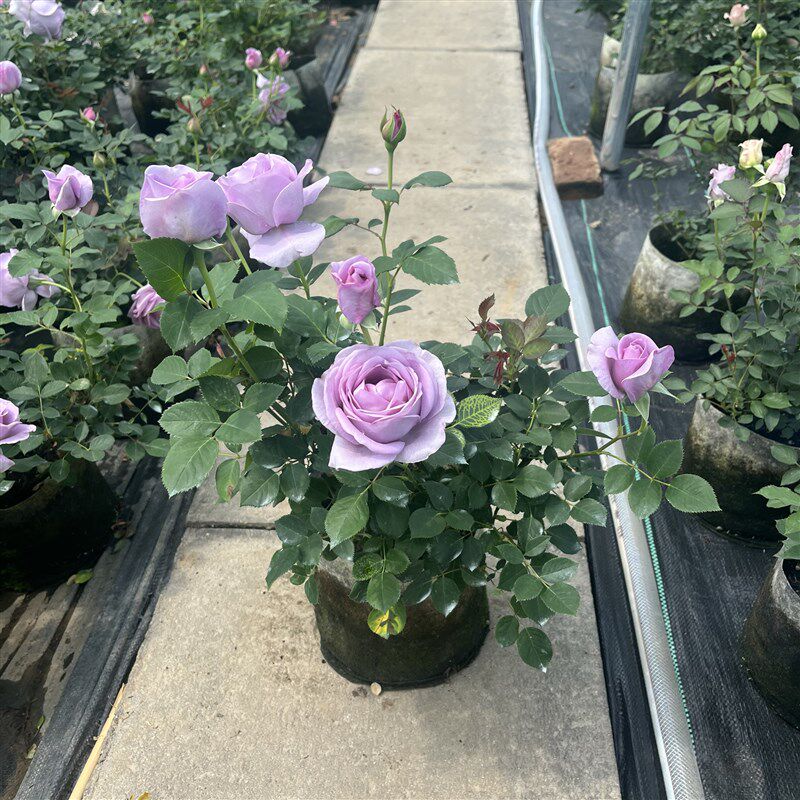 蓝色风暴欧月阳台玫瑰花四季开花月季花苗四季盆栽带花苞发货庭院